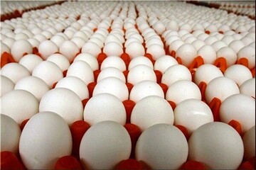 ارزانی یکباره قیمت تخم مرغ در بازار | چرا قیمت تخم مرغ کمتر از قیمت مصوب است؟