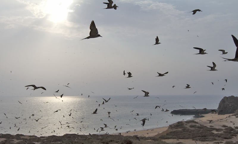 جزیره ابوموسی؛ آغوشی از خزانه‌های تاریخ و فرهنگ خلیج همیشه فارس