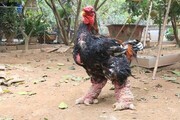 مرغ اژدها چیست؟ | عکس دیده نشده از عجیب‌ترین مرغ خانگی دنیا