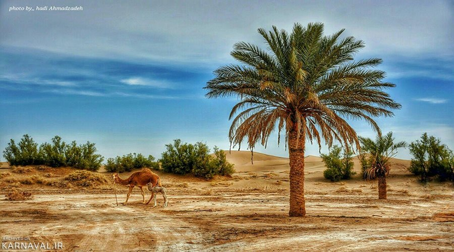 کویر کاراکال؛ جهانی از مرموزی و زیبایی در بیابان