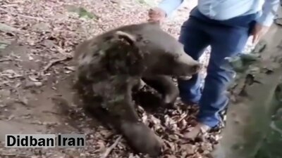 مرگ دلخراش خرس قهوه ای با شلیگ گلوله در سوادکوه + فیلم