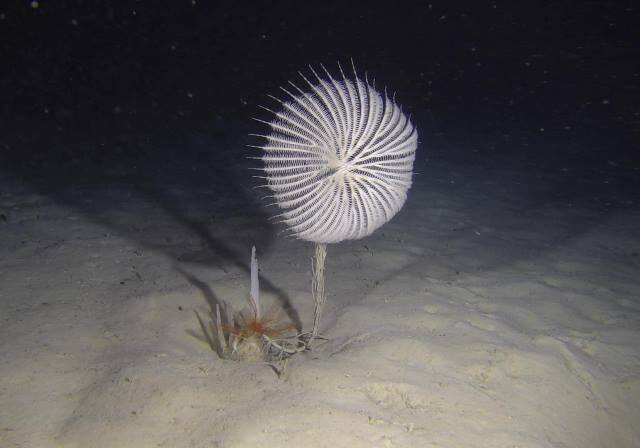 کشف جانوری عجیب در آب‌های خلیج‌فارس! + لاله دریایی چیست؟ / فیلم