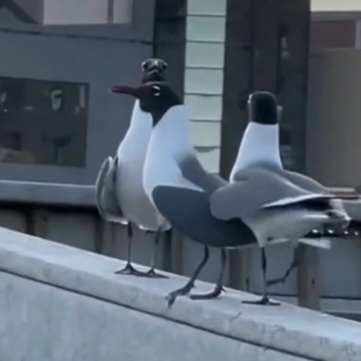 دو پرنده، پرنده‌ای دیگر را از لبه یک سازه پرت کردند و بعد با یک دیگر به او خندیدند! + فیلم