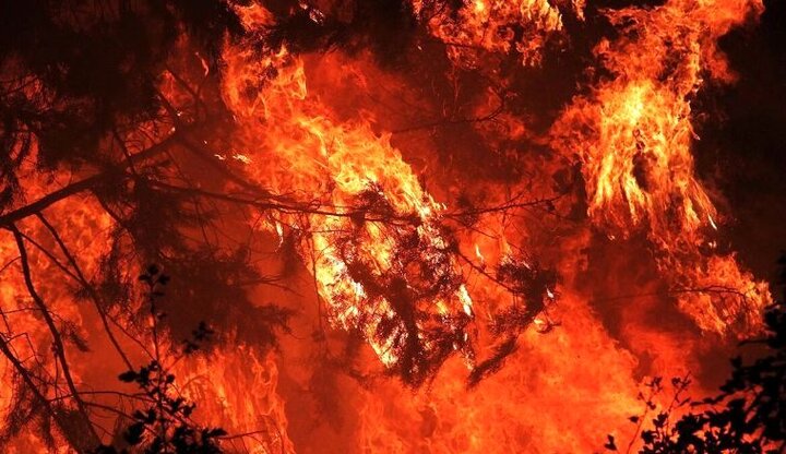 فوری؛ جنگلهای نوشهر میان شعله های آتش