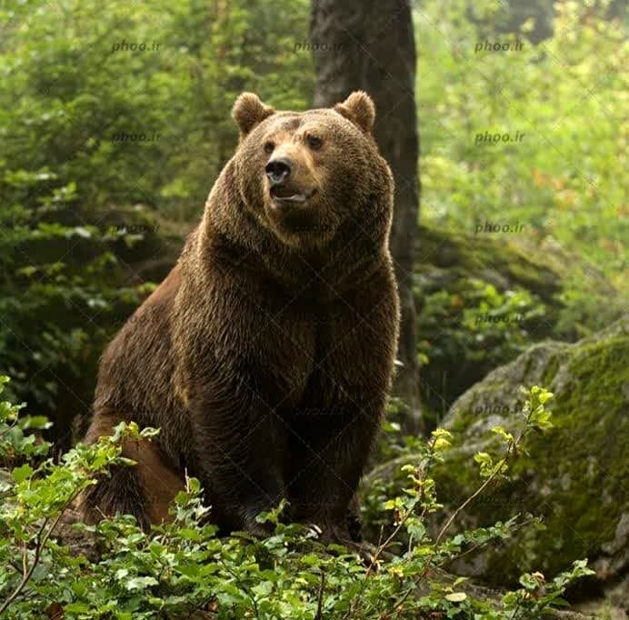 قدم زدن خرس قهوه‌ای مهربان در ارتفاعات جنگلی گیلوندرود فومن + فیلم