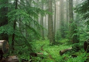 سفر به دل آرامش و جلوه‌های طبیعت در پارک جنگلی سی سنگان