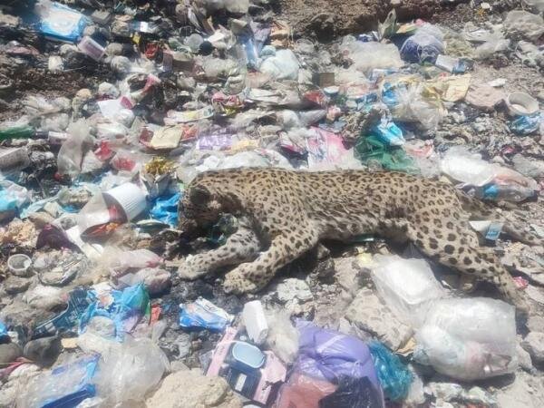 کشف جسد یک پلنگ ایرانی در میان ‌زباله‌ها + عکس
