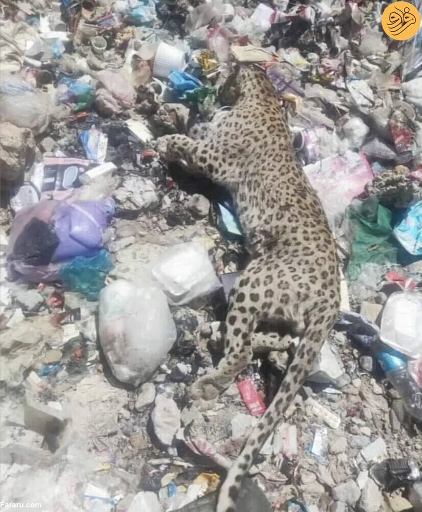 عکس غم انگیز لاشه پلنگ در میان زباله‌ها