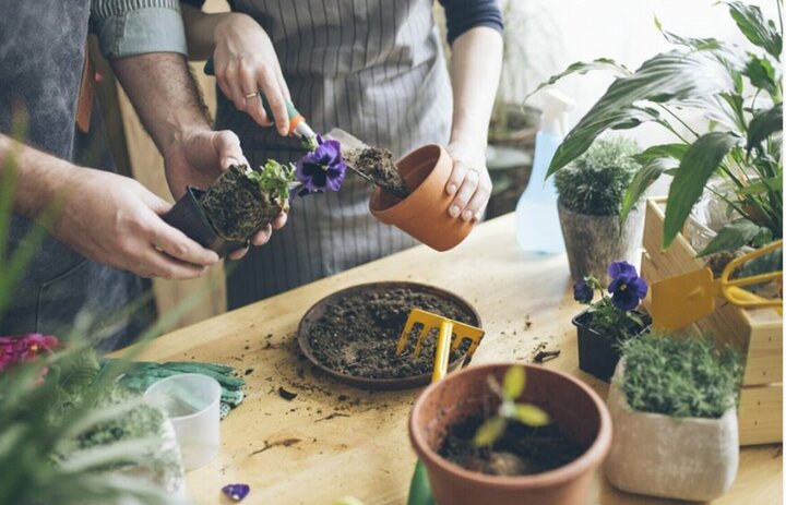 آشنایی با انواع کود برای گیاهان آپارتمانی