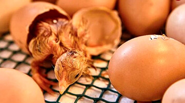 تبدیل تخم های داخل شانه تخم مرغ به جوجه به دلیل گرمای شدید! + فیلم