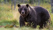 حمله خرس‌ها به چادر کوهنوردان در سبلان/ خرس ها قابلمه‌ها را هم با خودشان بردند! / فیلم