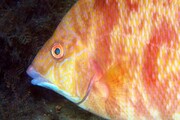 این ماهی عجیب بدون چشم با پوست اطراف خود را می بیند! + فیلم
