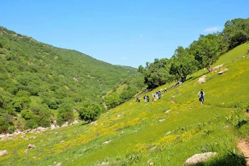 جنگل خارقالعاده نای انگیز در لرستان