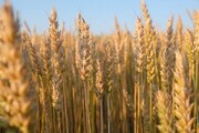 قیمت خرید گندم بالای ۲۰ هزار تومان است