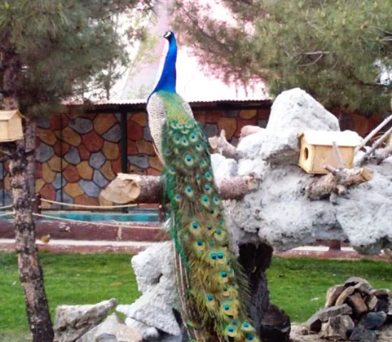باغ پرندگان؛ جاذبه‌ای رنگارنگ در مشهد