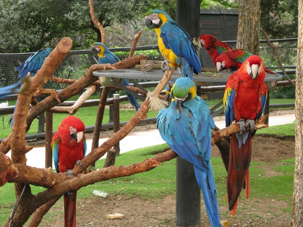 باغ پرندگان؛ جاذبه‌ای رنگارنگ در مشهد