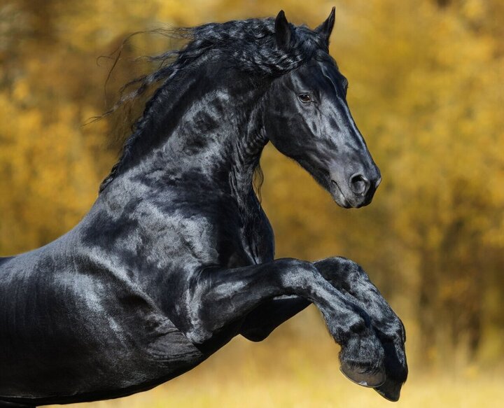 زیباترین نژاد اسب کدام است؟ + عکس