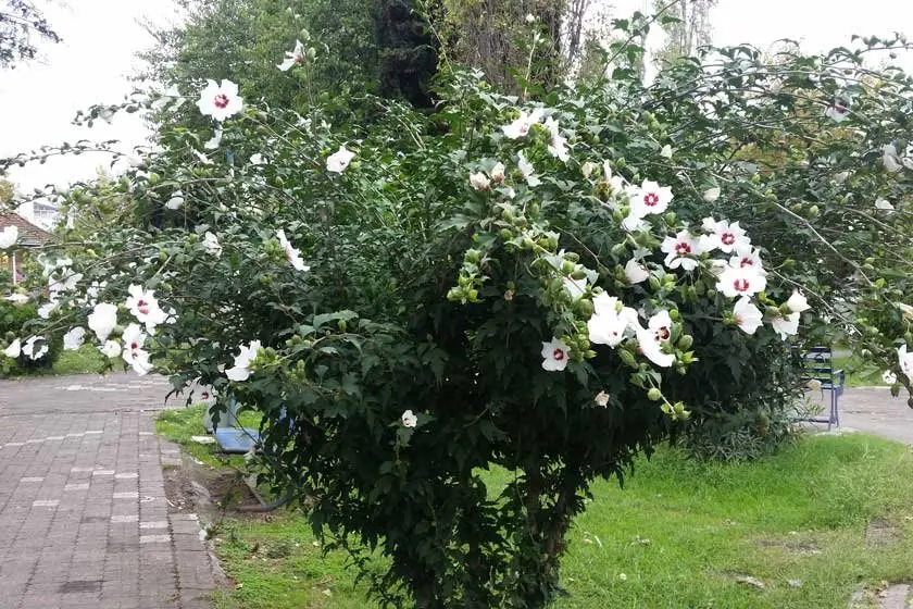 زیباترین باغ دوران قاجار در گیلان / باغ ملی آستارا؛ جاذبهای دیدنی و جالب