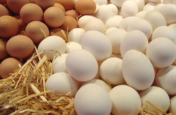 قیمت تخم مرغ به شانه‌ای ۱۲۰ هزار تومان افزایش یافت