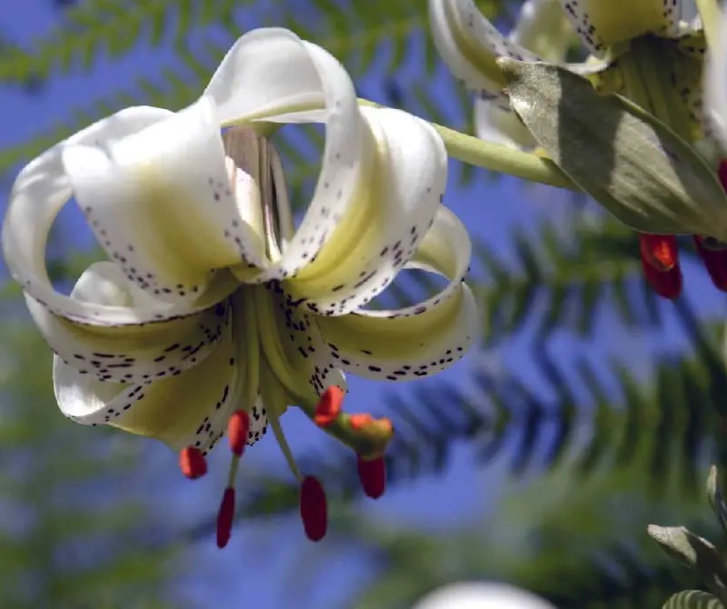 روستاگردی در روستای داماش رودبار