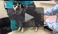 ویدویی خنده دار از واکنش حیوانات در کلینیک دامپزشکی + فیلم