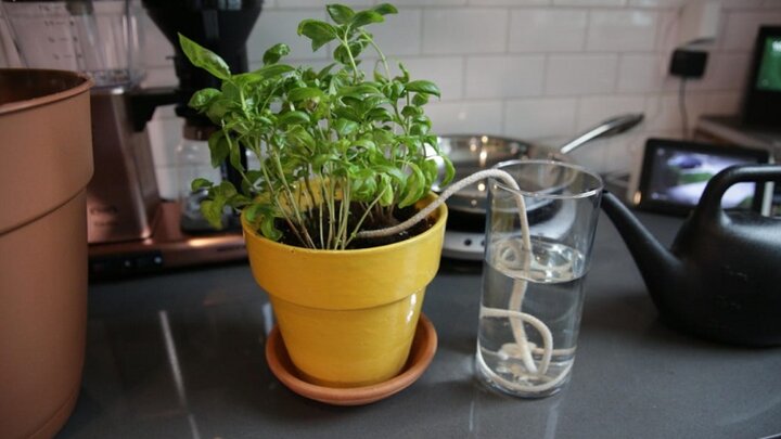 روش‌هایی برای آب دادن به گل‌ها، زمانی که در خانه نیستیم + عکس