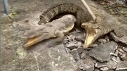 فیلم هولناک از بیرون آمدن ۳ تمساح از کف حیاط خانه