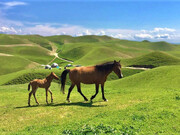 ترکمن صحرا؛ جاذبه‌ای منحصر به فرد در گلستان
