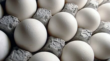 رشد شدید قیمت تخم مرغ /  هر شانه تخم مرغ ۱۶۰ هزار تومان!