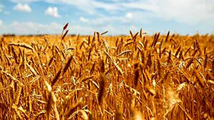 قیمت هر کیلو گندم برای سال زراعی جدید تعیین شد