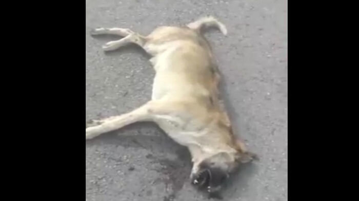 تصادف وحشتناک خودروی سواری با گرگ وحشی در جاده مرند + فیلم