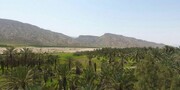 جنگل گلوبردگان؛ جاذبه‌ای منحصر به فرد در بوشهر