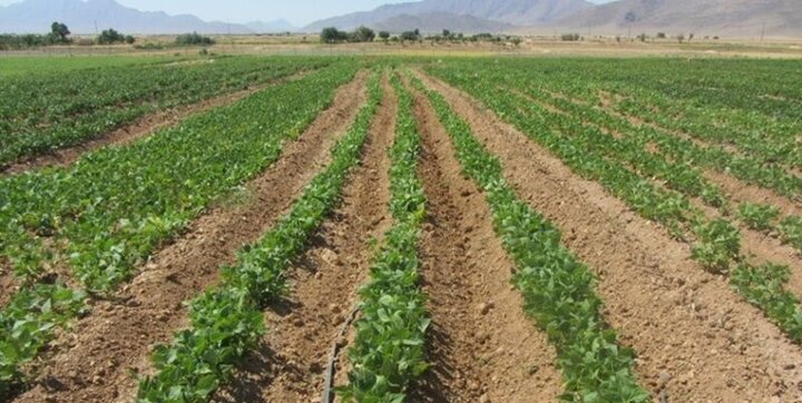 این استان دومین تولید کننده لوبیا در ایران است