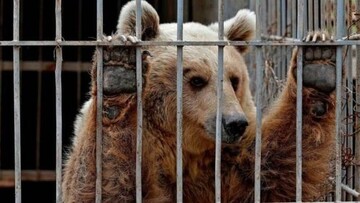 تصاویری تاسف بار از وضعیت یک خرس در باغ وحش کرمان / فیلم
