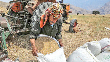 قیمت نهایی هر کیلو گندم برای سال زراعی جدید تعیین شد