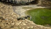 اعدام تمساح آدمخوار در آمریکا ! + فیلم
