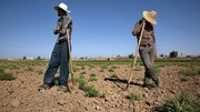 پرداخت وام به کشاورزان در سال زراعی جدید + شرایط