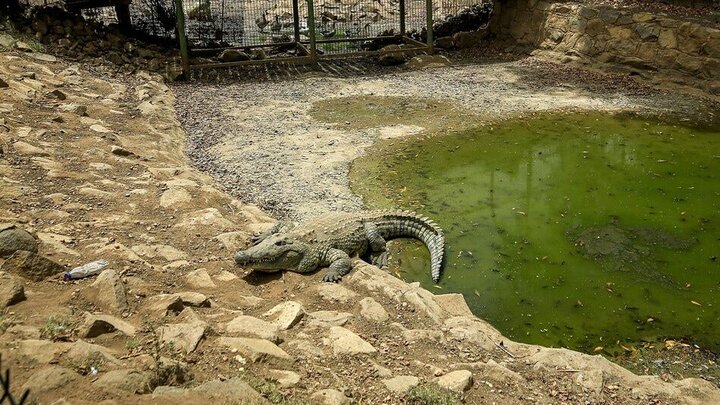 اعدام تمساح آدمخوار در آمریکا ! + فیلم