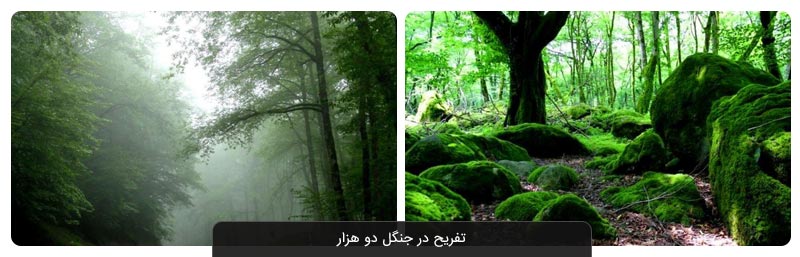 جنگل دوهزار تنکابن؛ جذاب‌ترین جنگل مازندران