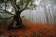 جنگل دالخانی رامسر؛ جاذبه ای فوق العاده و تماشایی