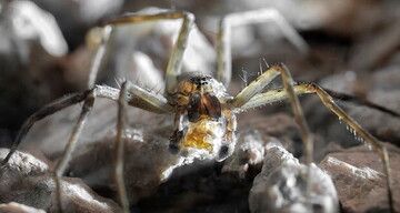 اقدام عجیب و جالب عنکبوت‌های نر برای جذب ماده‌ها