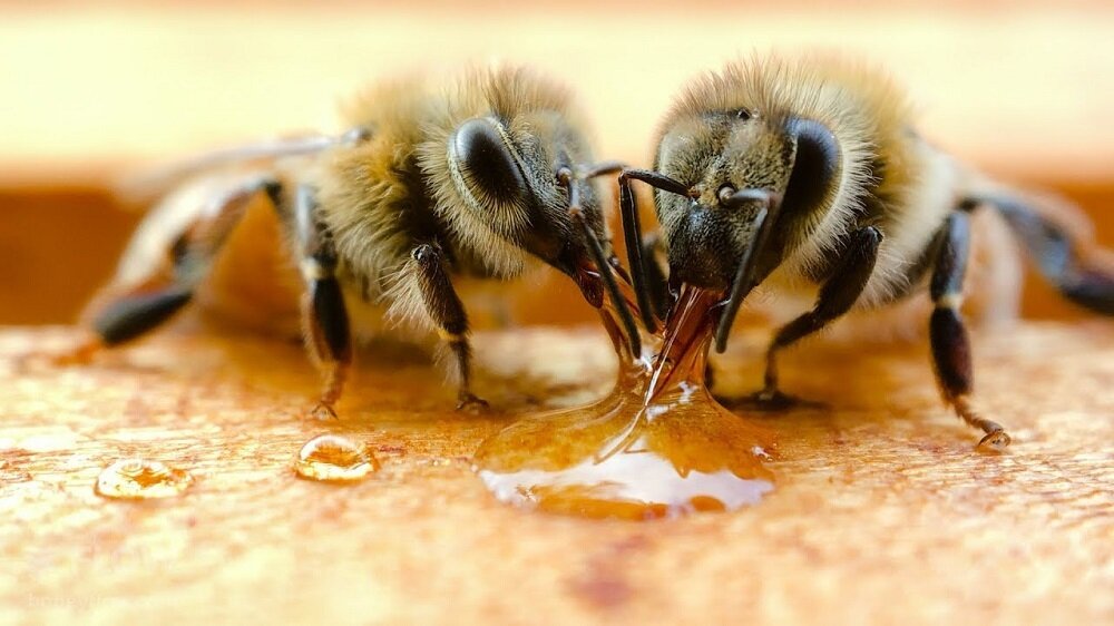 یک بار برای همیشه: عسل نه مدفوع است نه استفراغ زنبور!ً