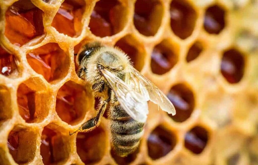 یک بار برای همیشه: عسل نه مدفوع است نه استفراغ زنبور!ً
