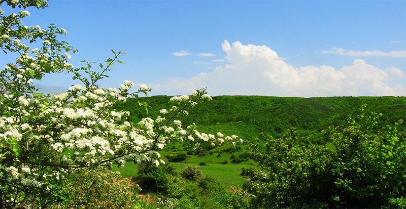 جنگل فندقلو؛ جاذبه ای خاص و تماشایی