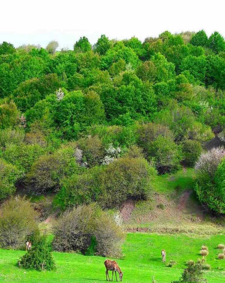 جنگل فندقلو؛ جاذبه ای خاص و تماشایی