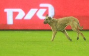 ورود غیر منتظره یک سگ بازیگوش به زمین فوتبال و دزدیدن توپ! + فیلم