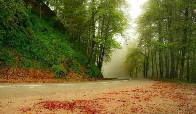 جنگل دالخالی؛ جاذبه ای مهیج در مازندران