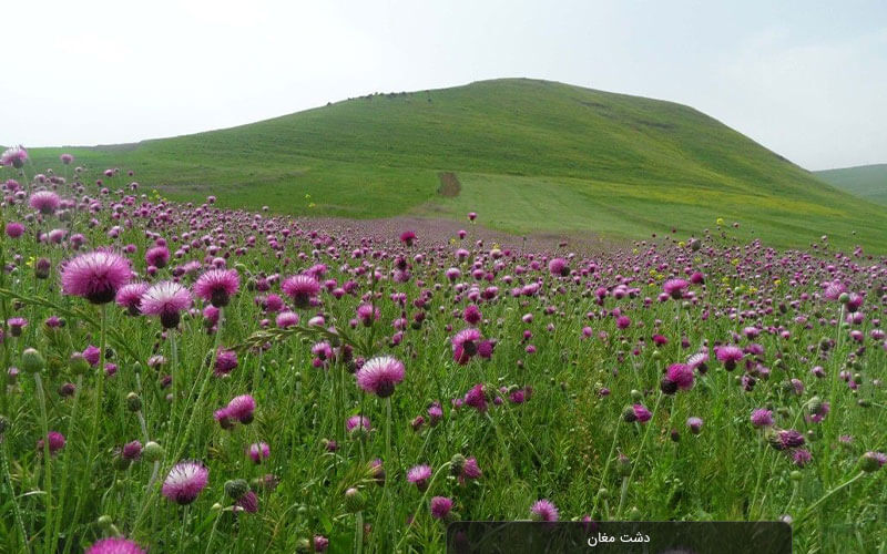 دشت مغان؛ جاذبه ای خاص و زیبا در اردبیل