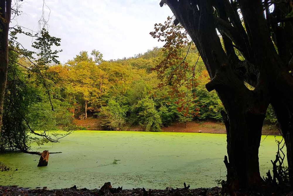 بازدید از مرداب هسل را از دست ندهید