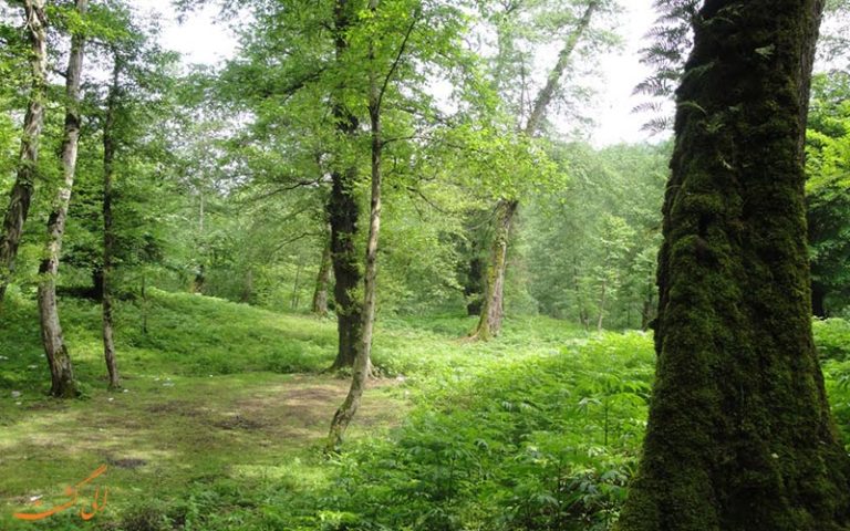 جنگل لفور؛ جنگلی خاص و دیدنی در مازندران